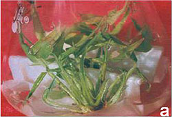 shoot multiplication of B. nutans