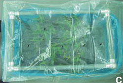 Hardening in four substrates in root-trainers